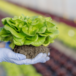 Saiba como a agricultura, segundo João Eustáquio De Almeida Junior, desempenha um papel fundamental no combate à fome e no aumento do acesso aos alimentos.