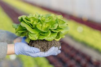 Saiba como a agricultura, segundo João Eustáquio De Almeida Junior, desempenha um papel fundamental no combate à fome e no aumento do acesso aos alimentos.