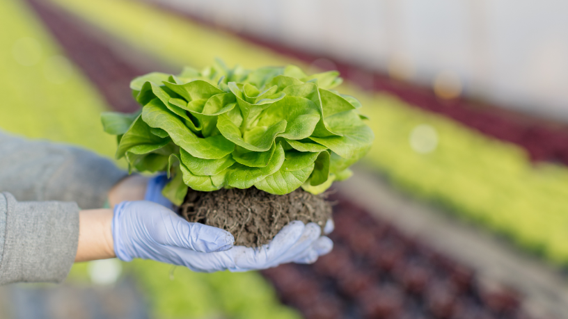 Saiba como a agricultura, segundo João Eustáquio De Almeida Junior, desempenha um papel fundamental no combate à fome e no aumento do acesso aos alimentos.