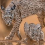 Lince-ibérico adulto com uma cria em habitat natural.