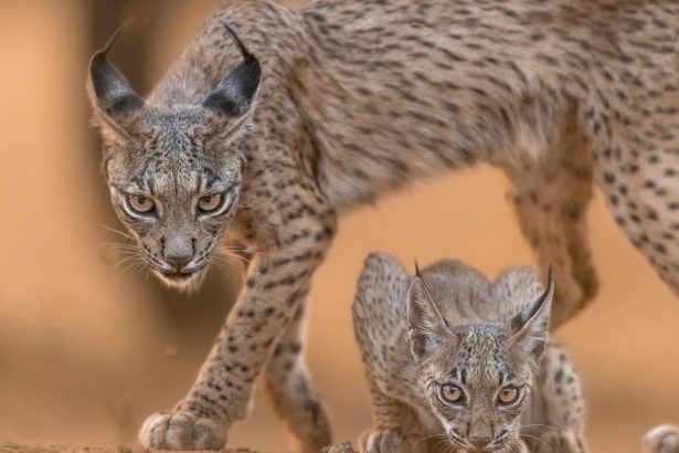 Lince-ibérico adulto com uma cria em habitat natural.