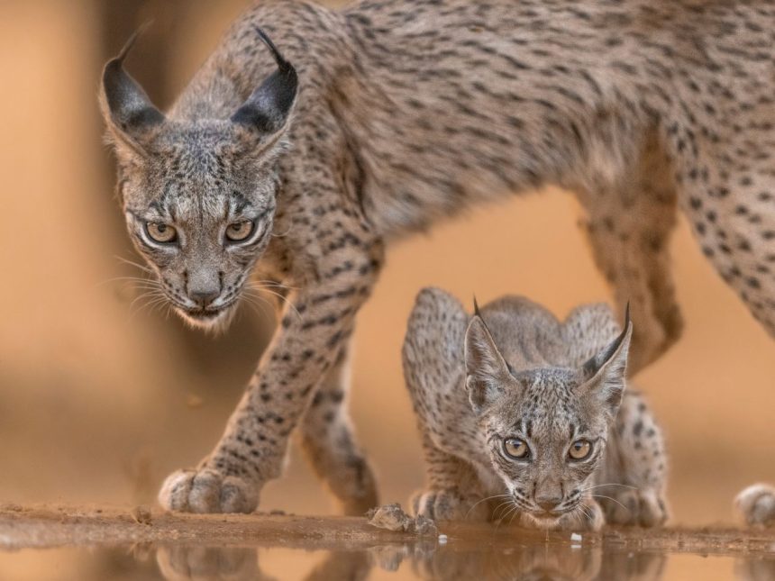 Lince-ibérico adulto com uma cria em habitat natural.