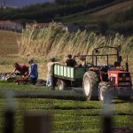 Agricultores trabalham com um trator durante a colheita de chá nos Açores.