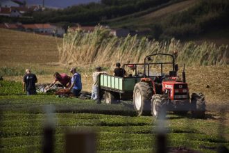 Agricultores trabalham com um trator durante a colheita de chá nos Açores.