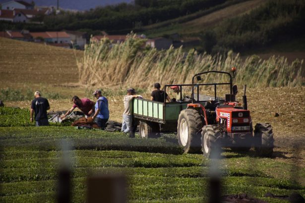 Agricultores trabalham com um trator durante a colheita de chá nos Açores.