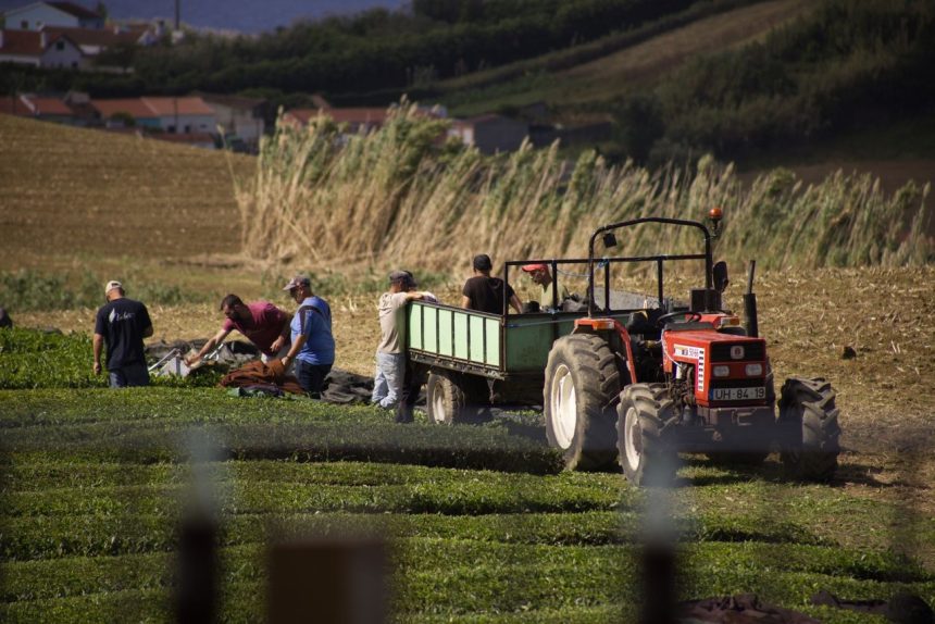 Agricultores trabalham com um trator durante a colheita de chá nos Açores.