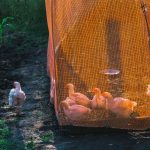 Galinhas dentro de um cercado protegido por rede numa exploração rural.