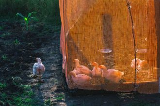 Galinhas dentro de um cercado protegido por rede numa exploração rural.