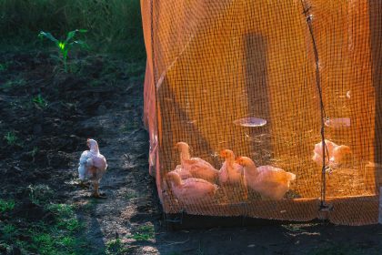 Galinhas dentro de um cercado protegido por rede numa exploração rural.