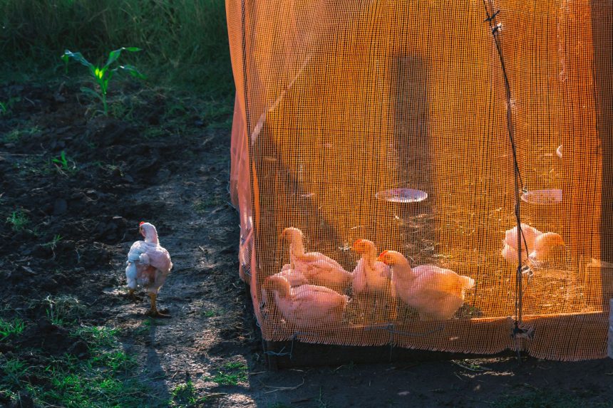 Galinhas dentro de um cercado protegido por rede numa exploração rural.